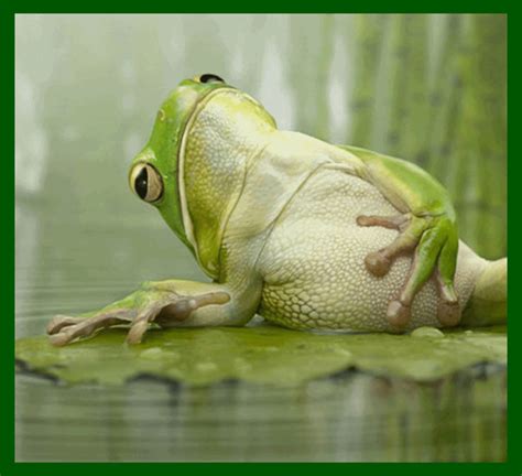 frog gif